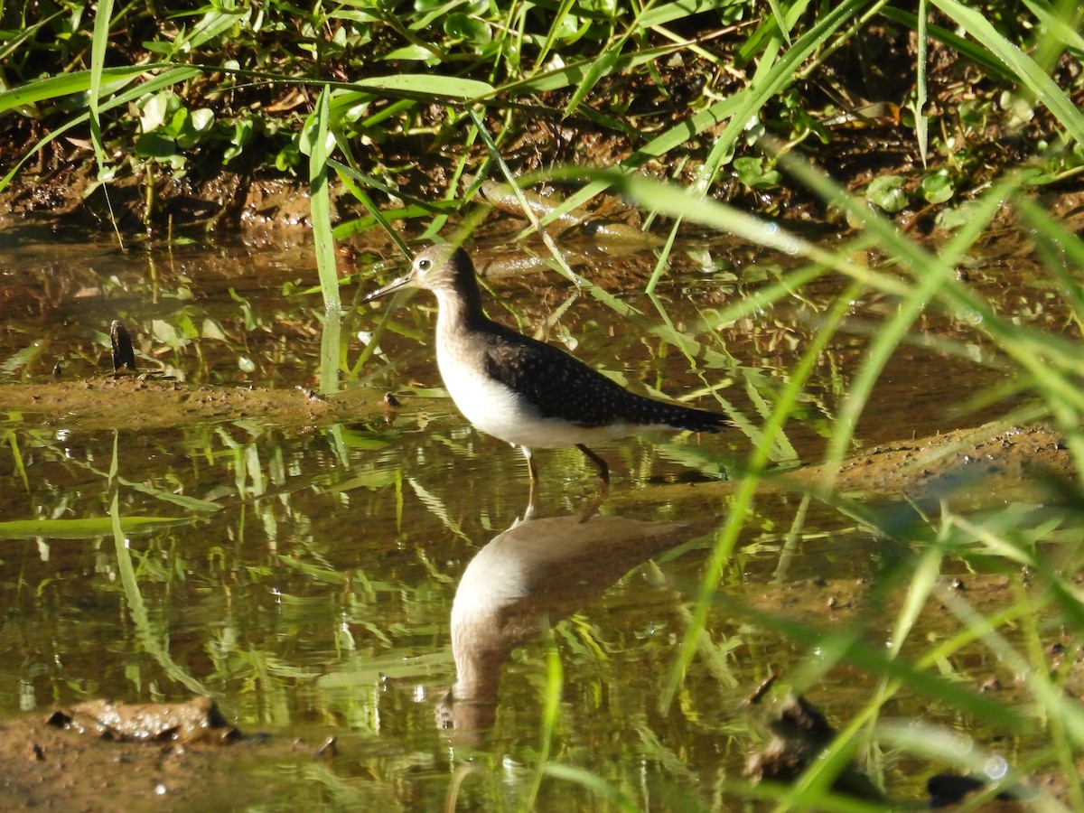 Solitary Sandpiper - ML641526152