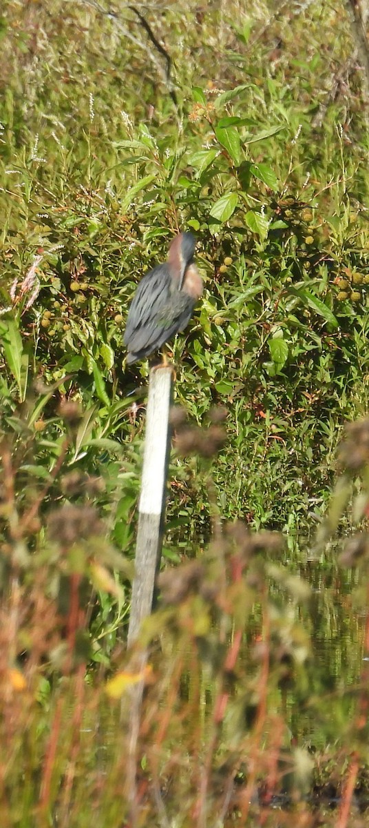 Green Heron - ML641526170