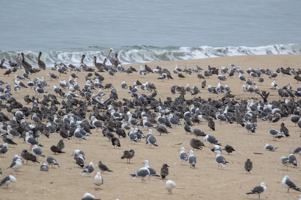 Heermann's Gull - ML641526223