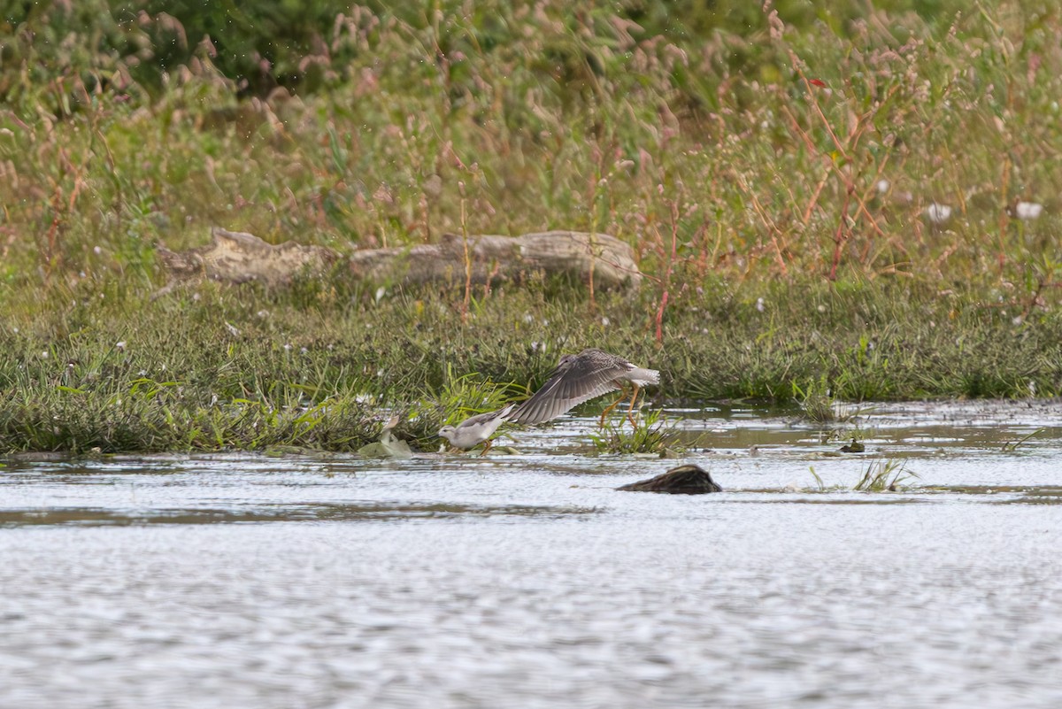 Wilson's Phalarope - ML641526226