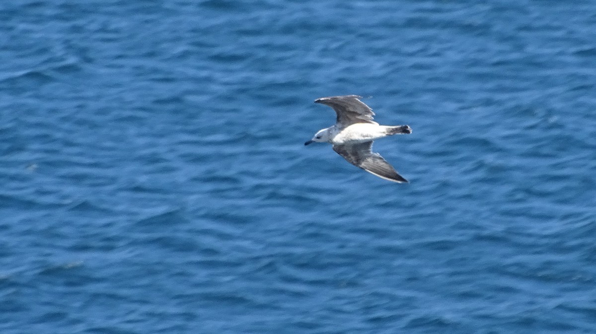 Yellow-legged Gull - ML641526233