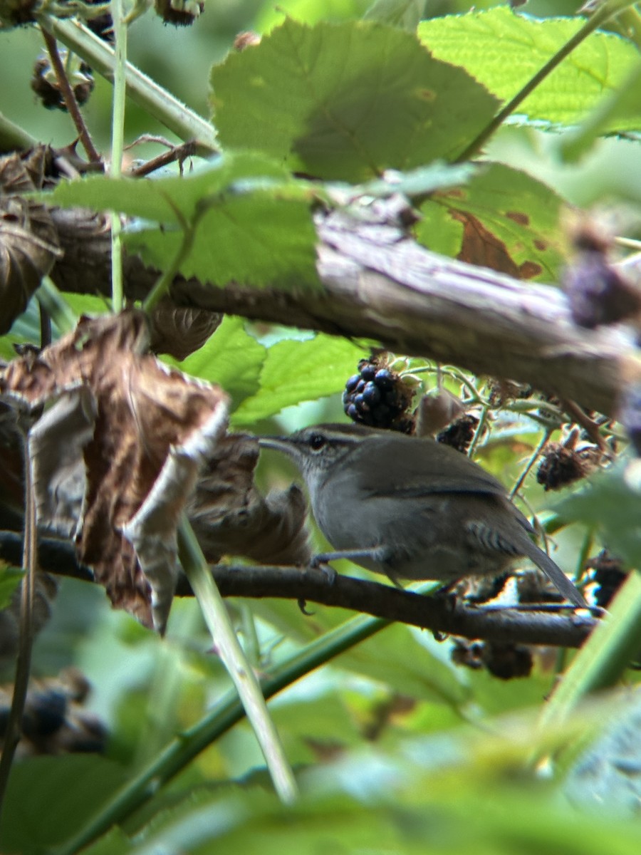 Bewick's Wren - ML641526264