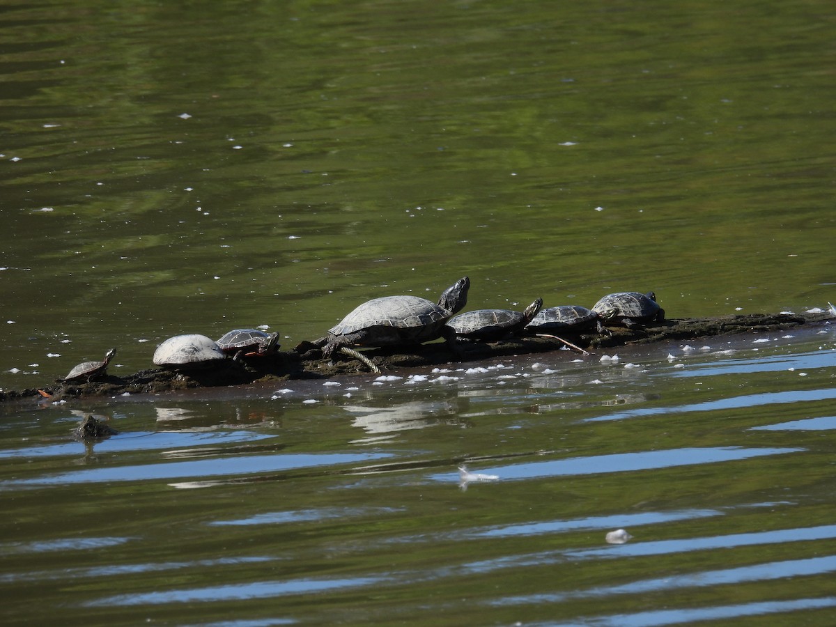 Animals - ML641526266