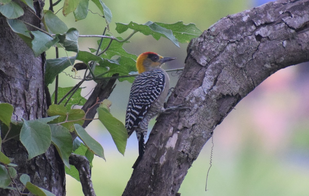 Golden-cheeked Woodpecker - ML641526271