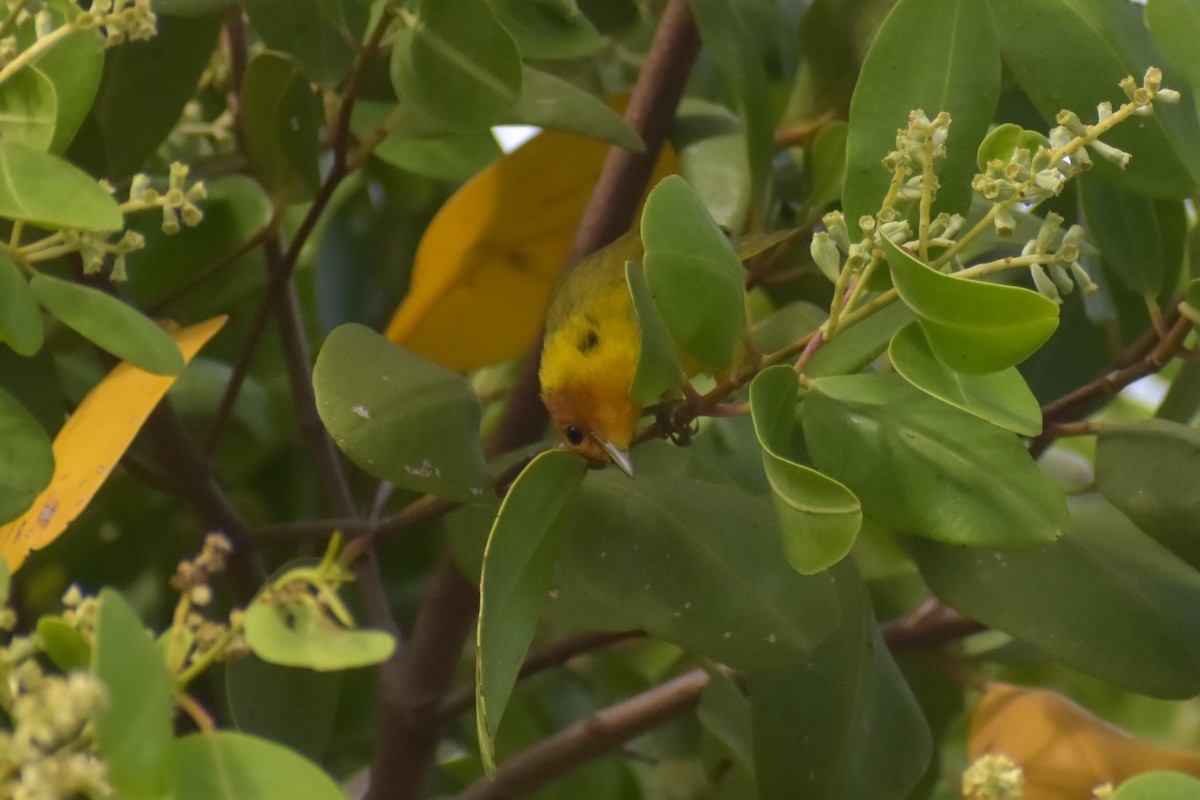 Yellow Warbler (Mangrove) - ML641526274