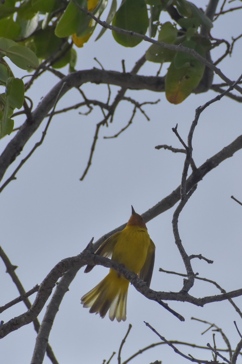 Yellow Warbler (Mangrove) - ML641526278