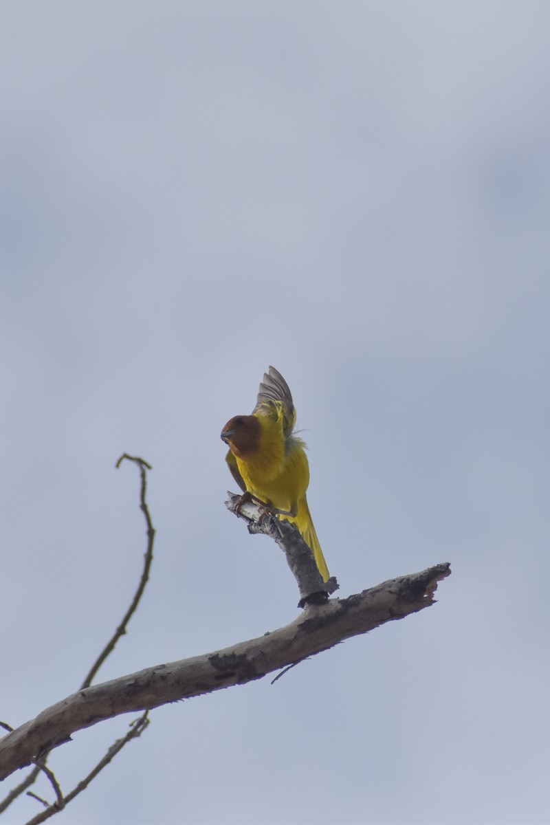 Yellow Warbler (Mangrove) - ML641526279