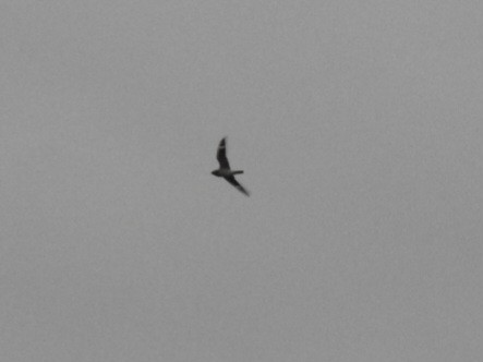 Common Nighthawk - ML641526280