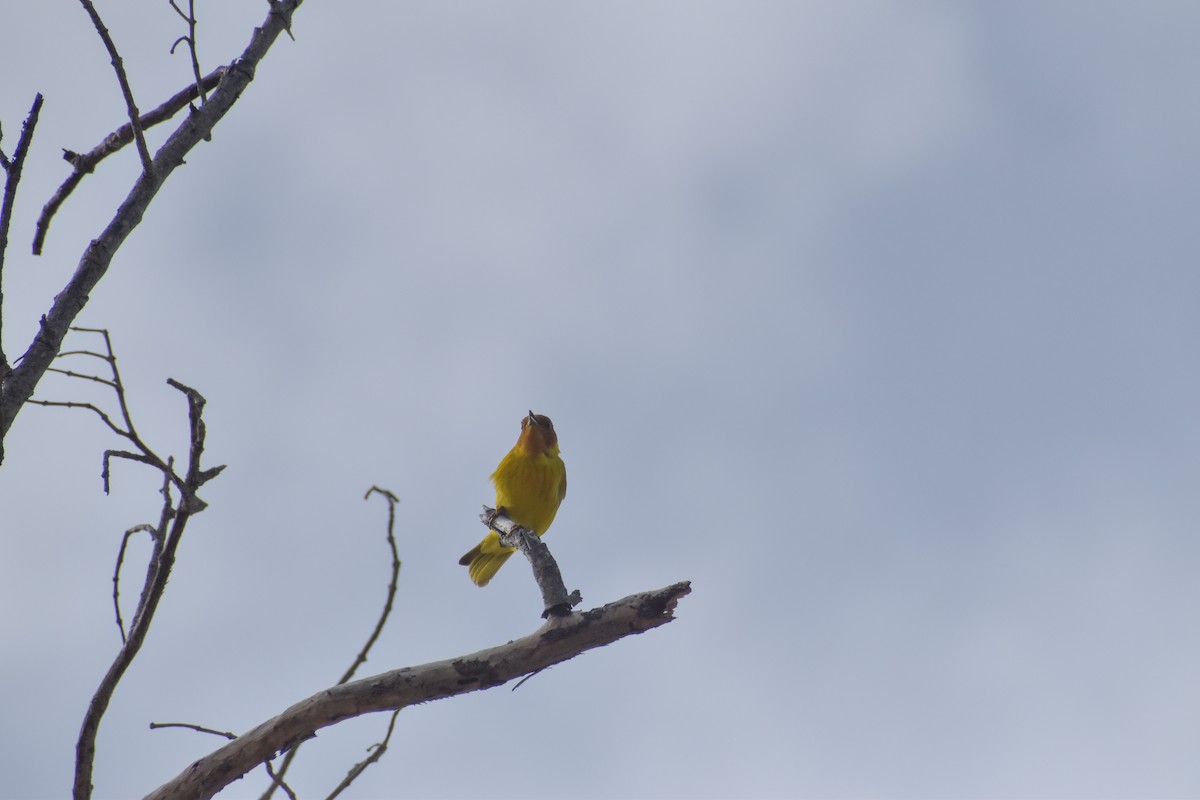 Yellow Warbler (Mangrove) - ML641526287