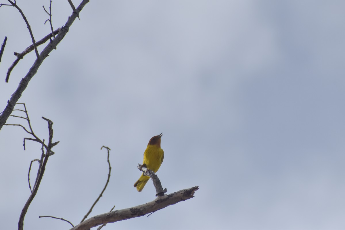 Yellow Warbler (Mangrove) - ML641526288