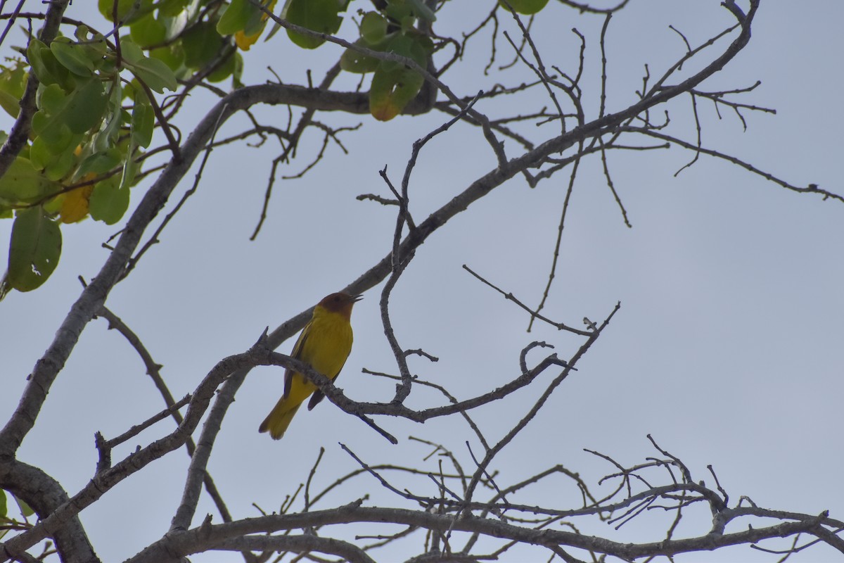 Yellow Warbler (Mangrove) - ML641526289