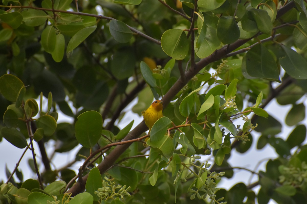 Yellow Warbler (Mangrove) - ML641526290