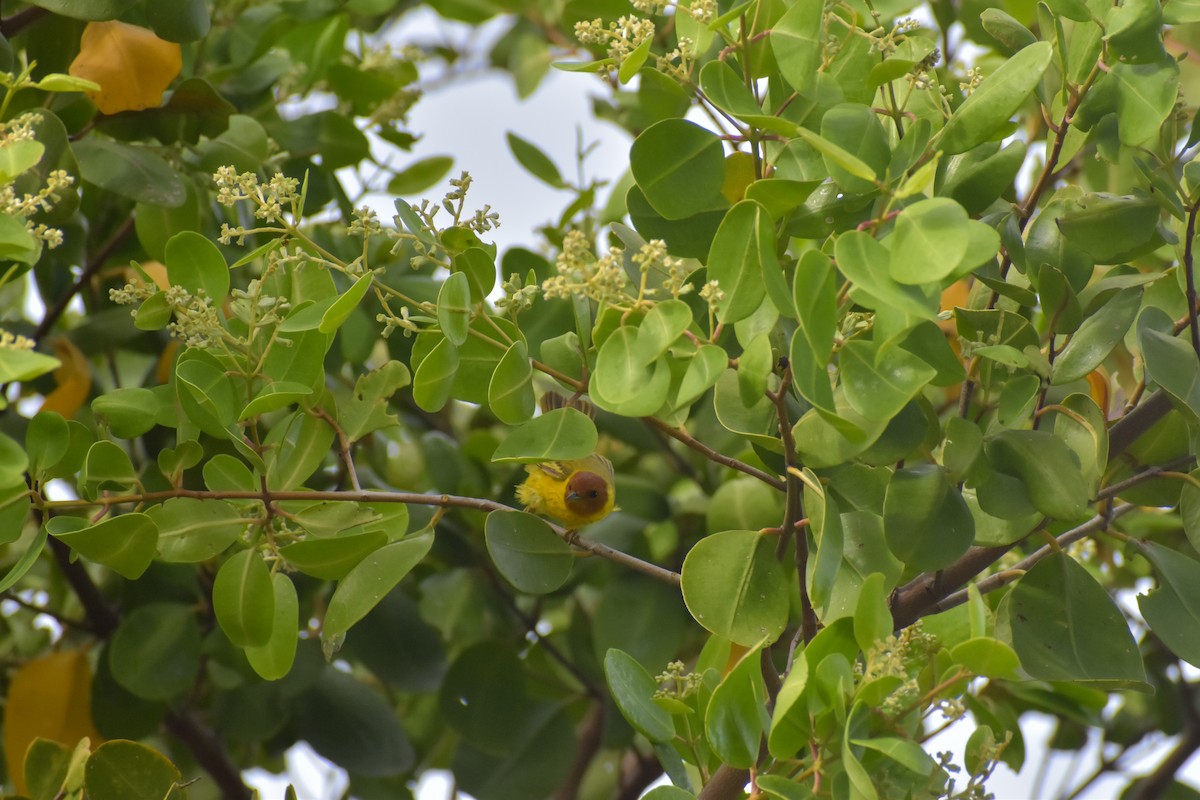 Yellow Warbler (Mangrove) - ML641526291