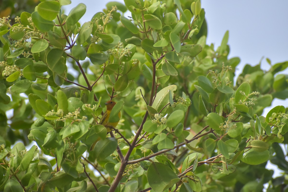 Yellow Warbler (Mangrove) - ML641526292