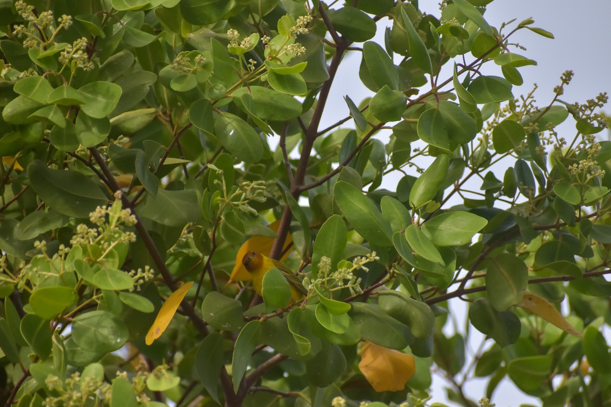 Yellow Warbler (Mangrove) - ML641526293