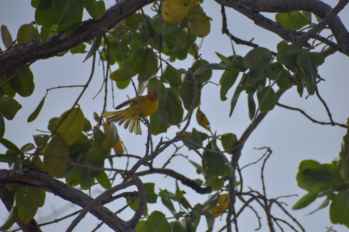Yellow Warbler (Mangrove) - ML641526294