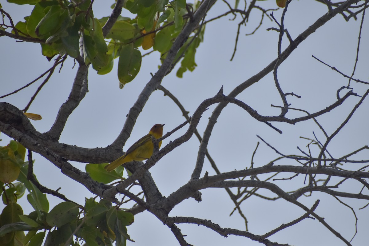 Yellow Warbler (Mangrove) - ML641526295