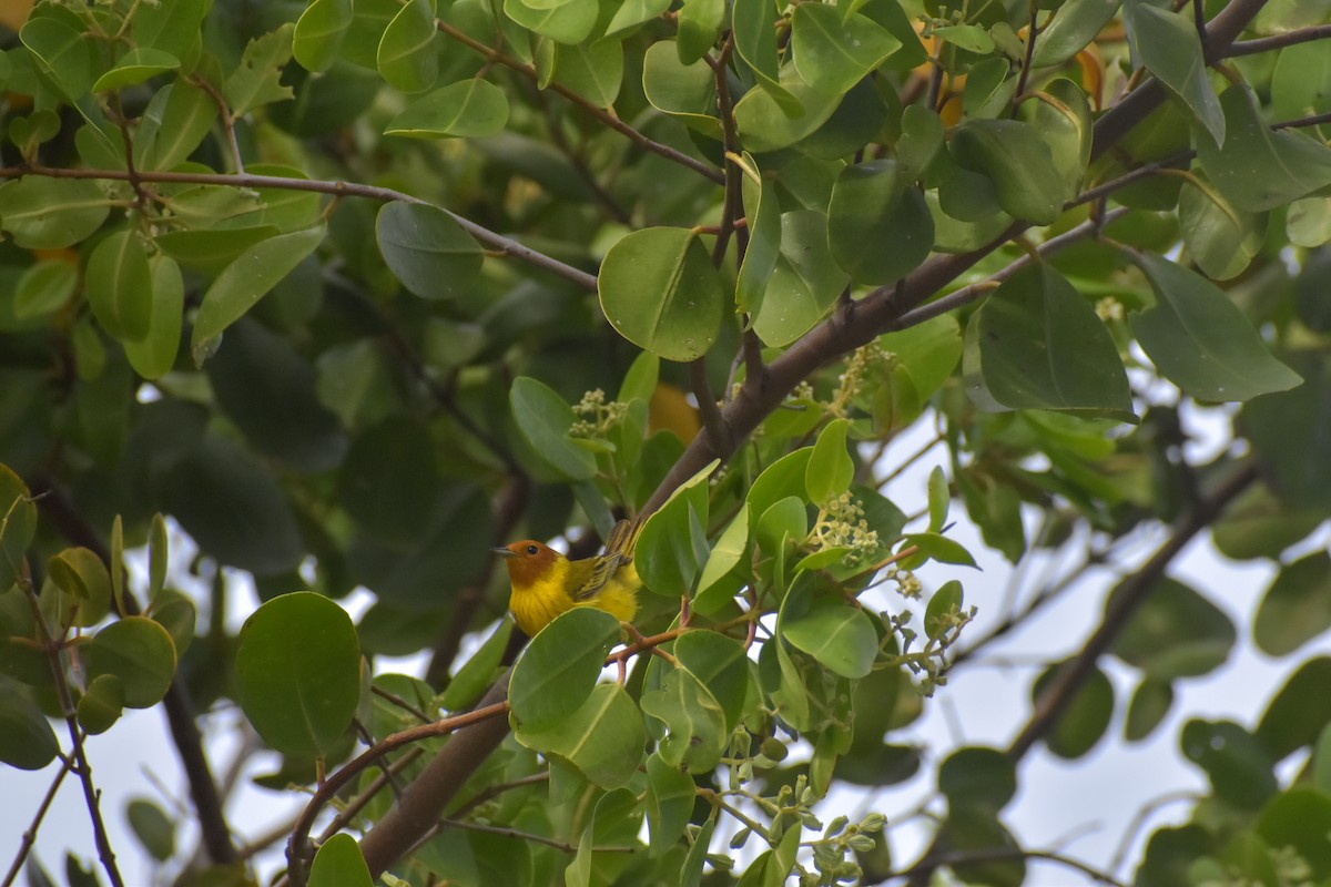 Yellow Warbler (Mangrove) - ML641526296