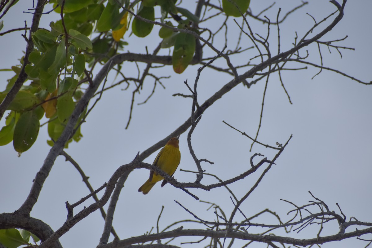 Yellow Warbler (Mangrove) - ML641526297