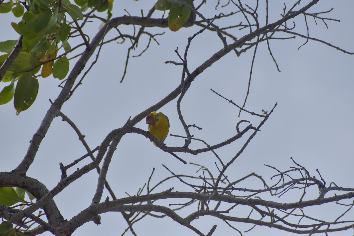 Yellow Warbler (Mangrove) - ML641526299
