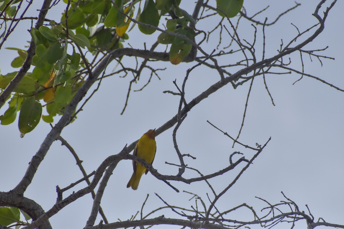 Yellow Warbler (Mangrove) - ML641526300