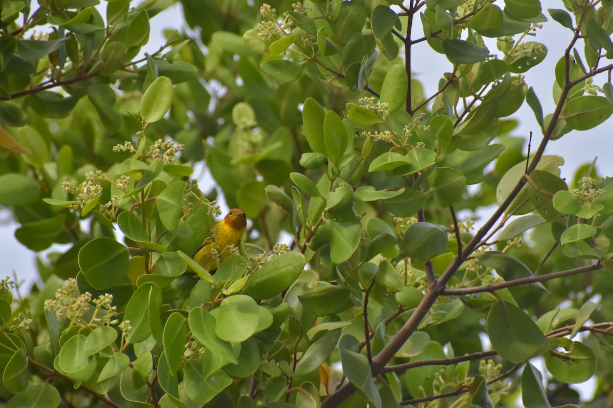 Yellow Warbler (Mangrove) - ML641526304