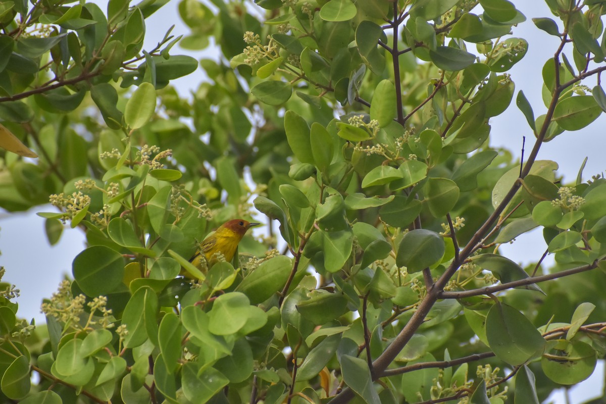 Yellow Warbler (Mangrove) - ML641526305