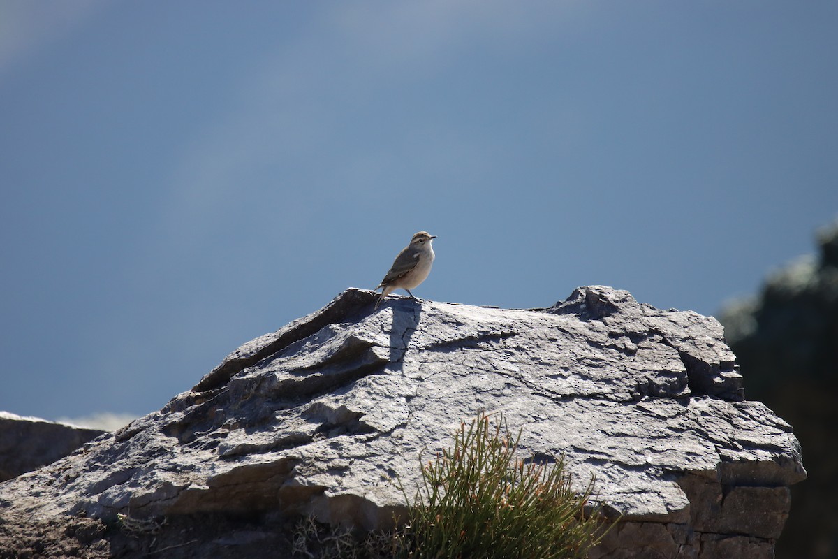 Rufous-banded Miner - ML641526315