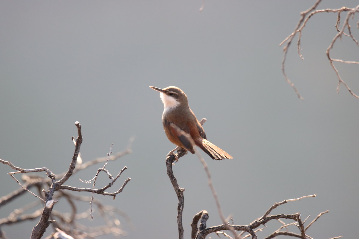 チリーカマドドリ - ML641526329