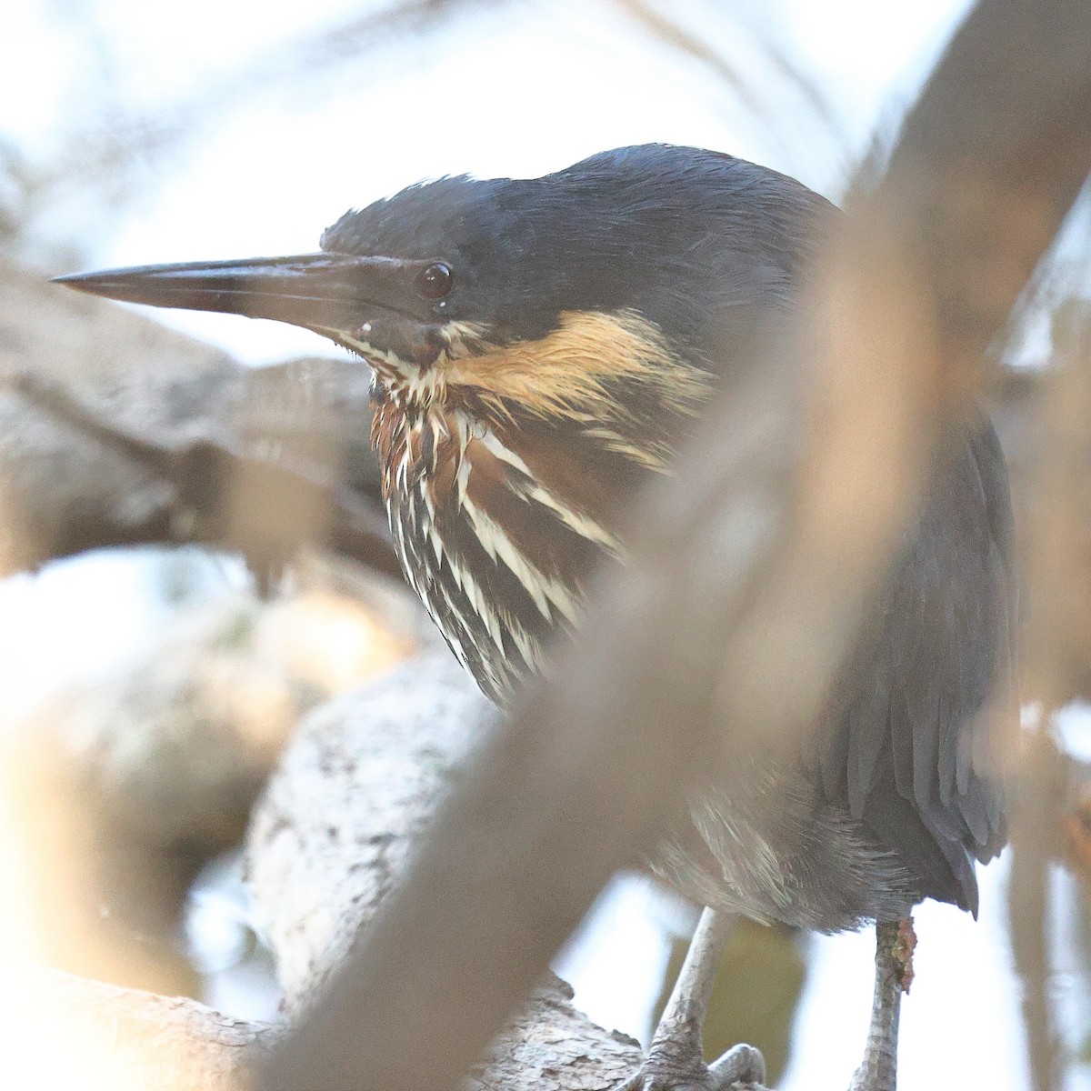 Black Bittern - ML641526499