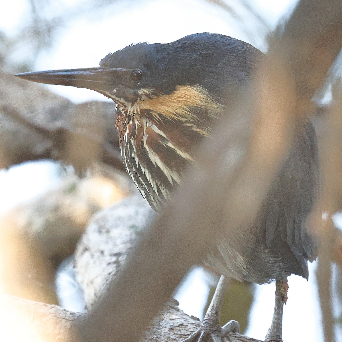 Black Bittern - ML641526500