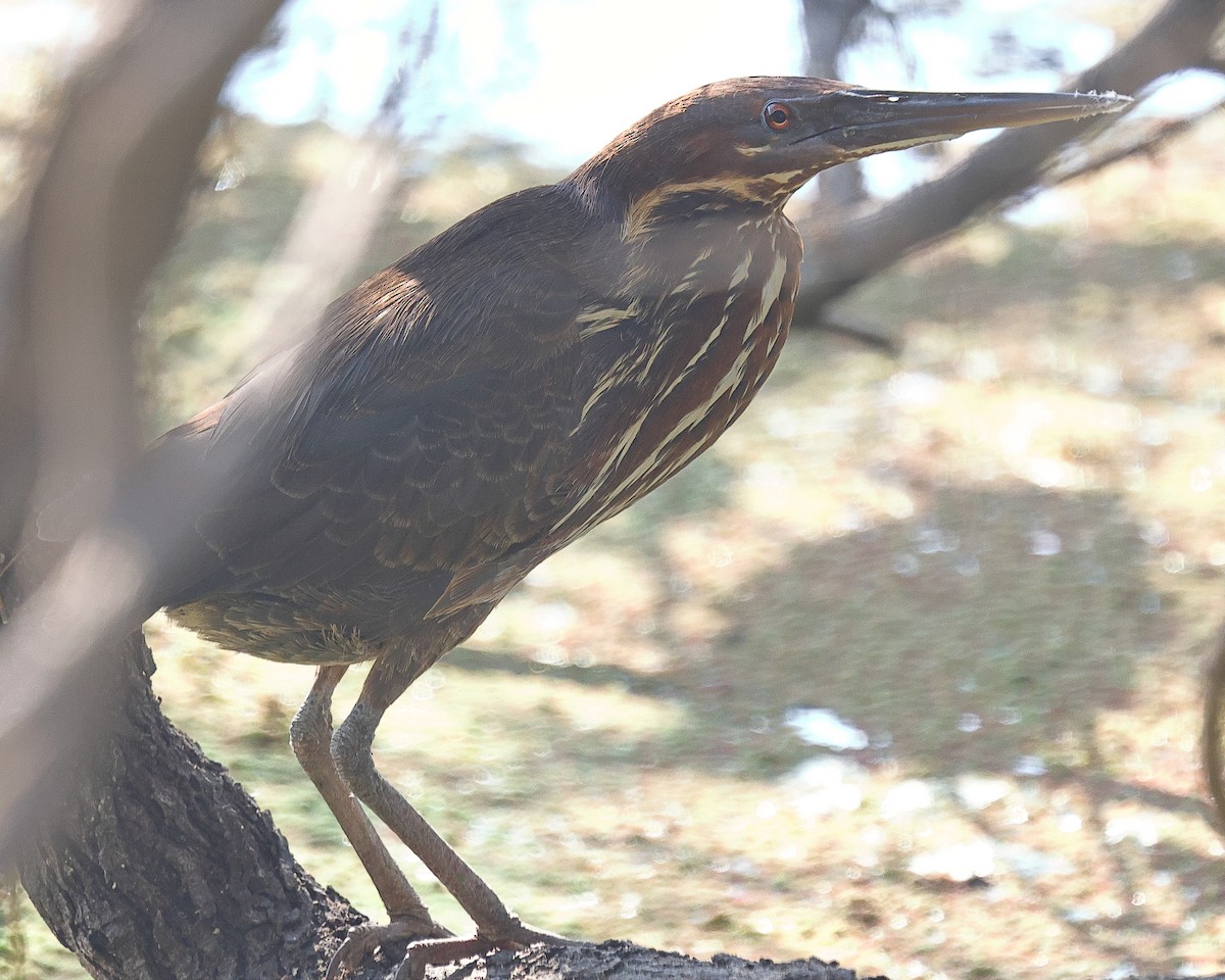 Black Bittern - ML641526503