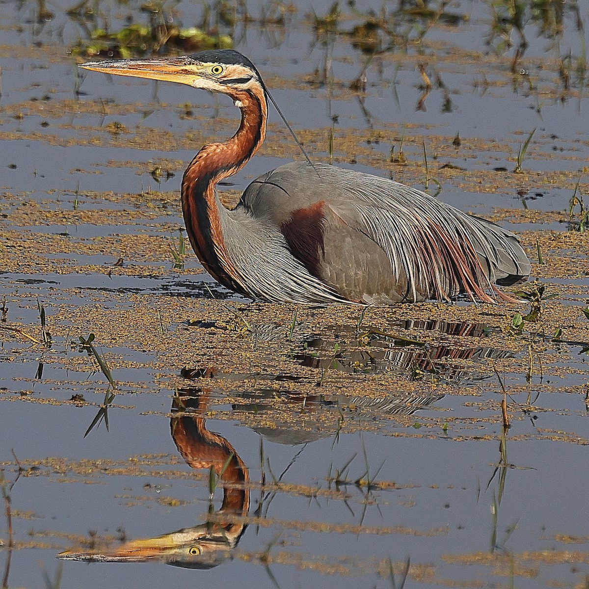 Purple Heron - ML641526514
