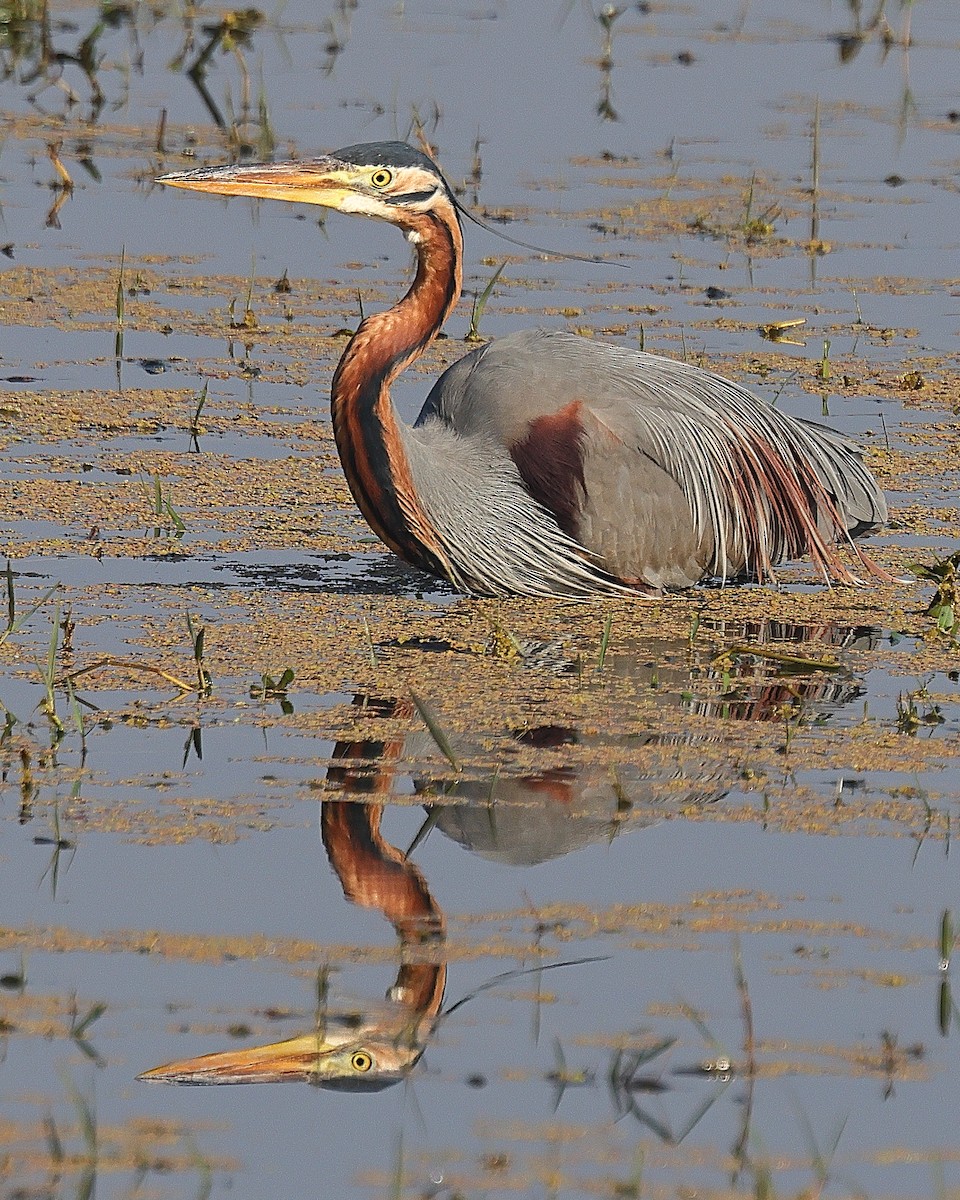 Purple Heron - ML641526515