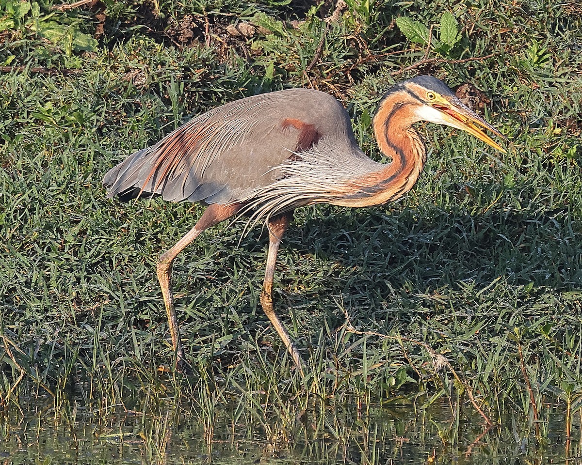 Purple Heron - ML641526519