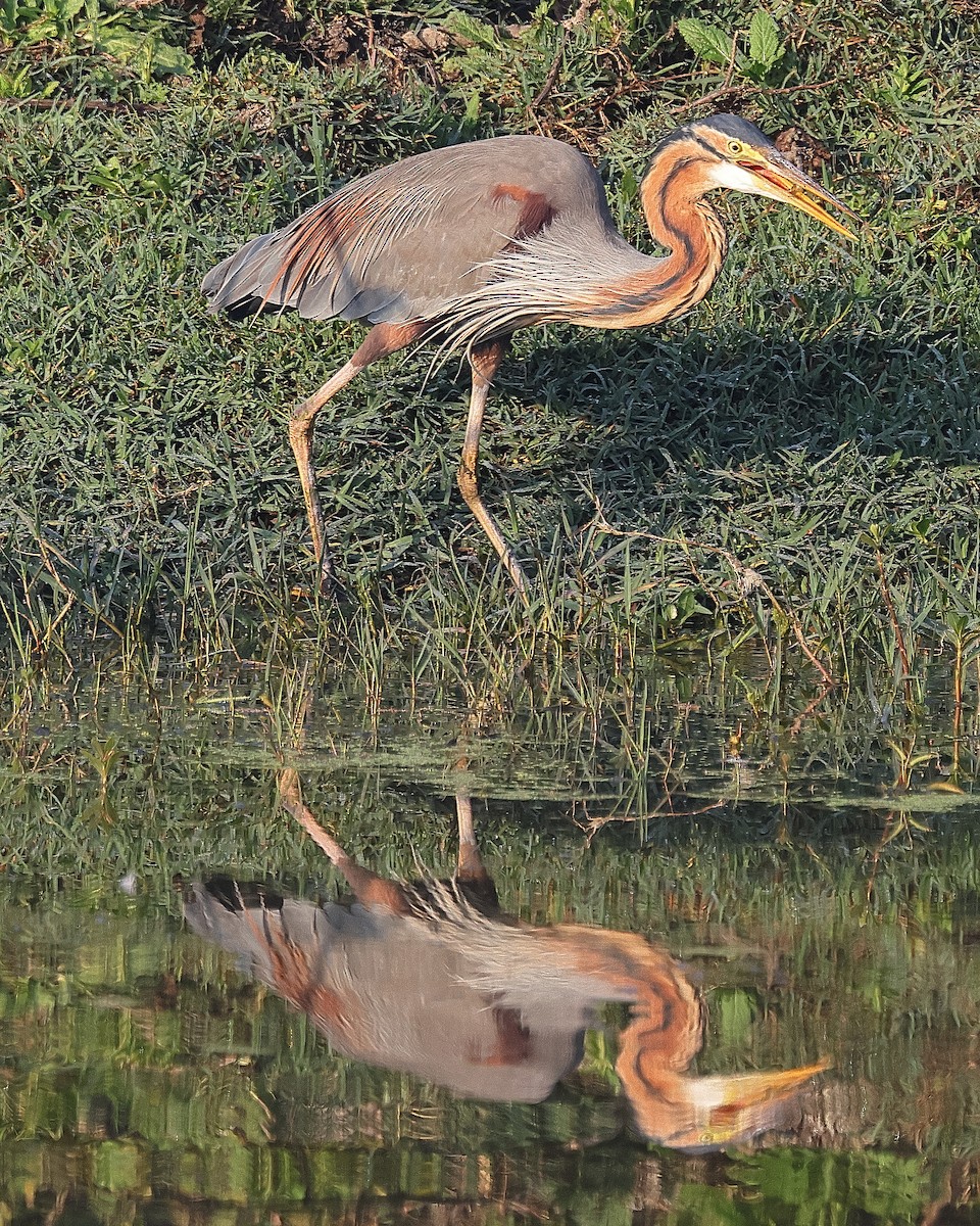 Purple Heron - ML641526520