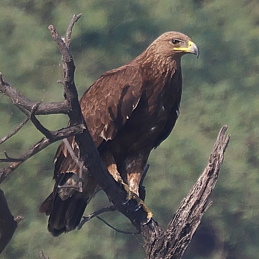 Indian Spotted Eagle - ML641526537