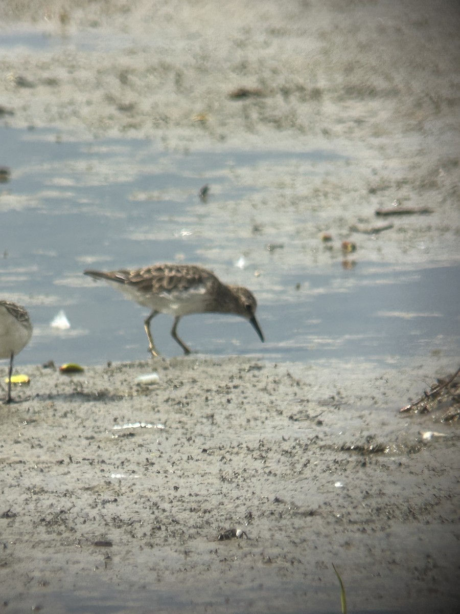 Least Sandpiper - ML641526543