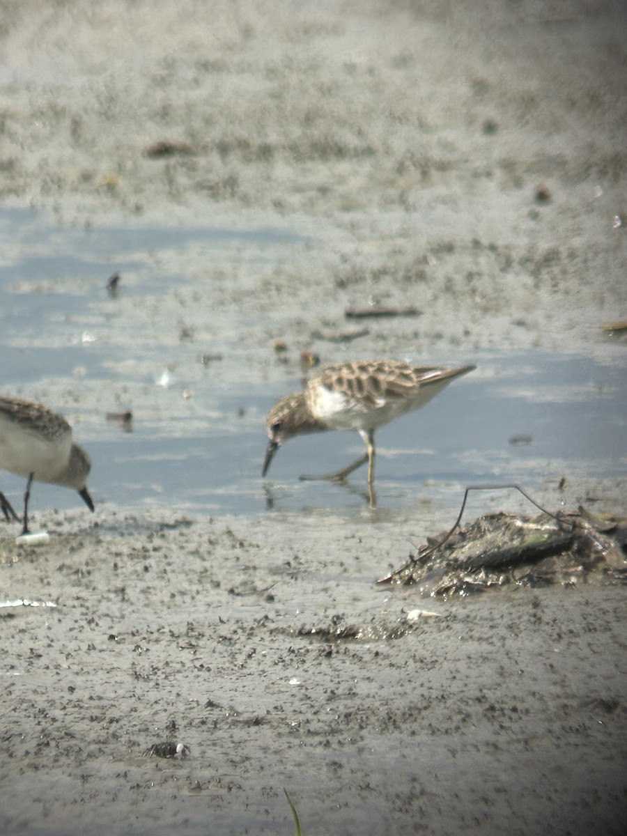 Least Sandpiper - ML641526544