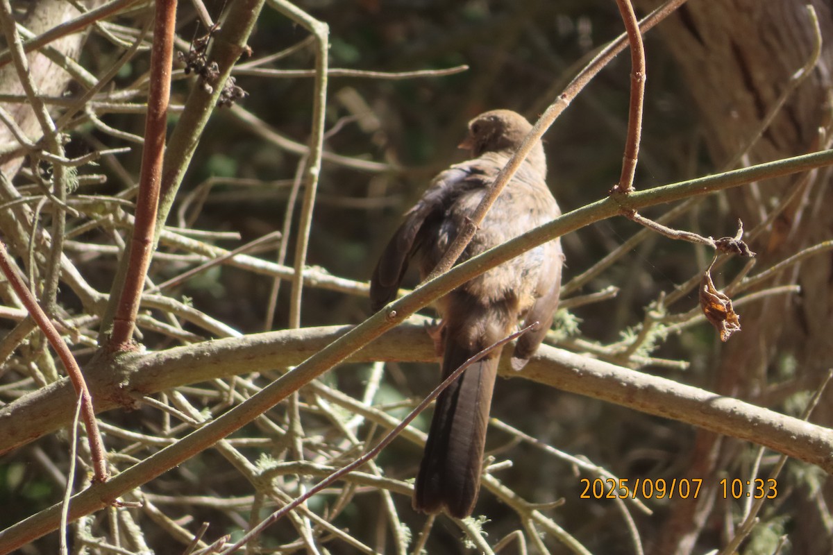 California Towhee - ML641526545