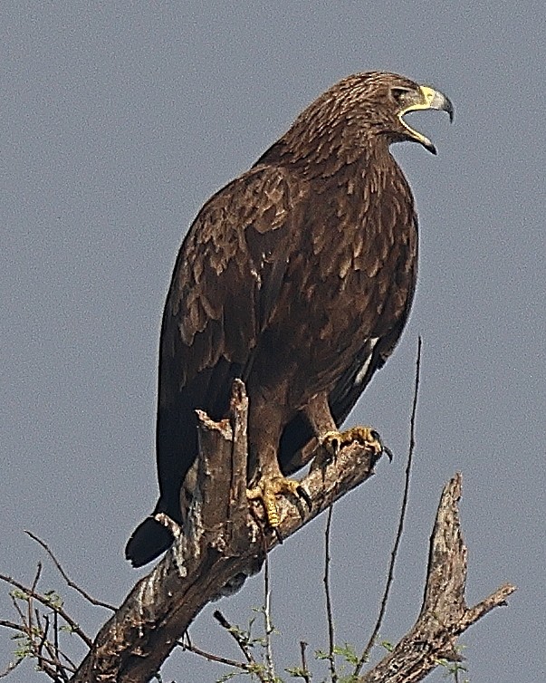 Greater Spotted Eagle - ML641526546