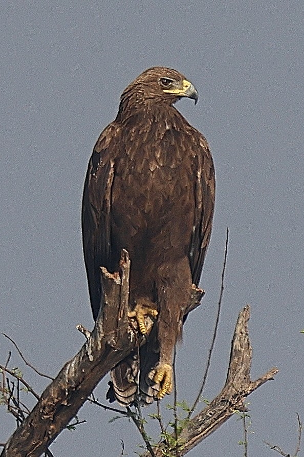Greater Spotted Eagle - ML641526547