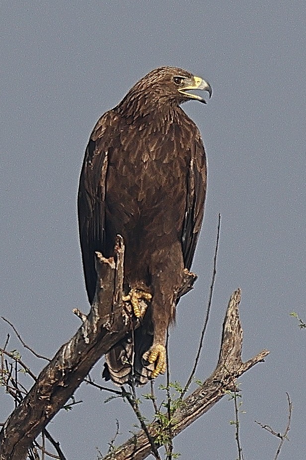Greater Spotted Eagle - ML641526548