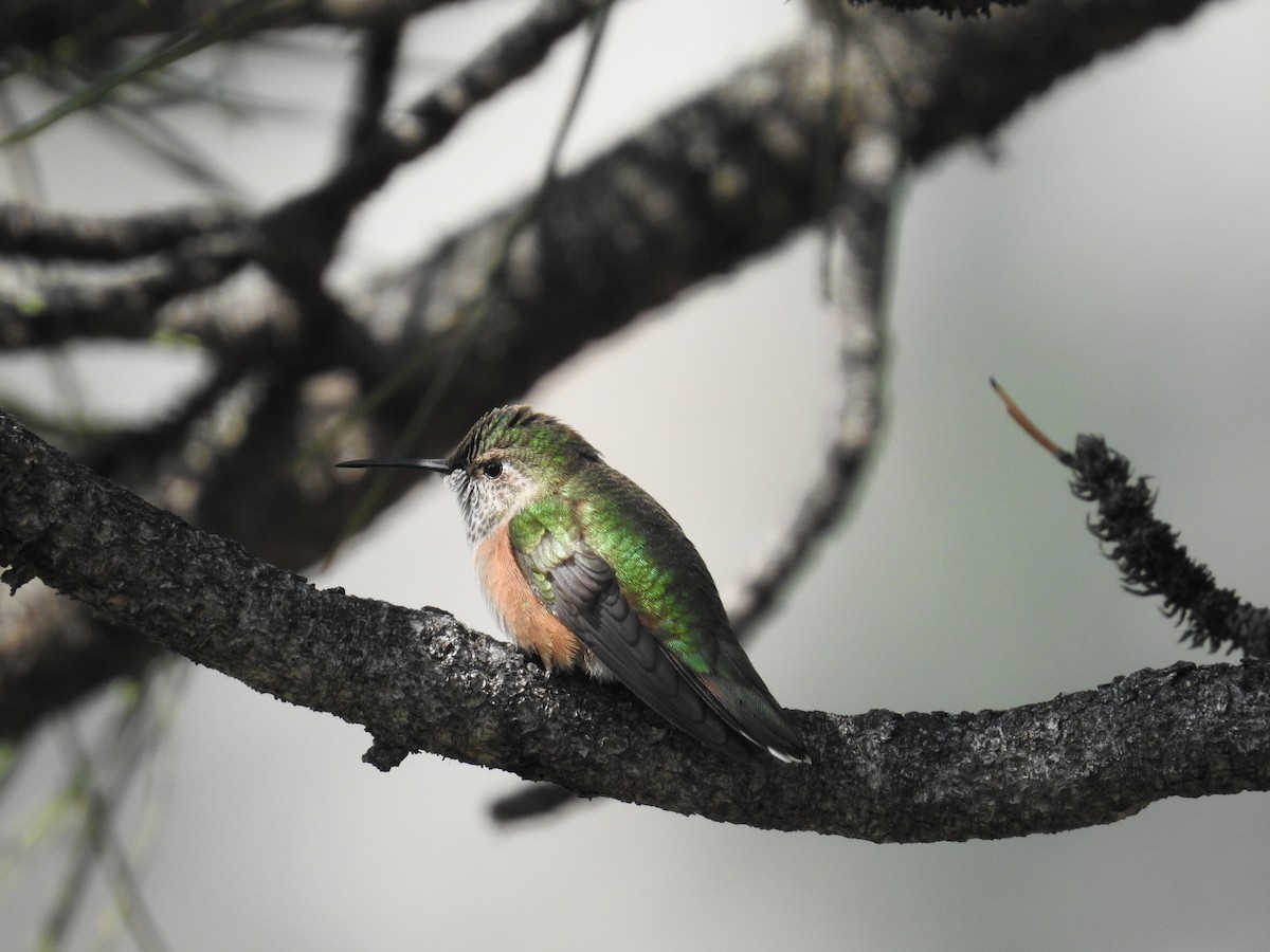 Broad-tailed Hummingbird - ML641526590