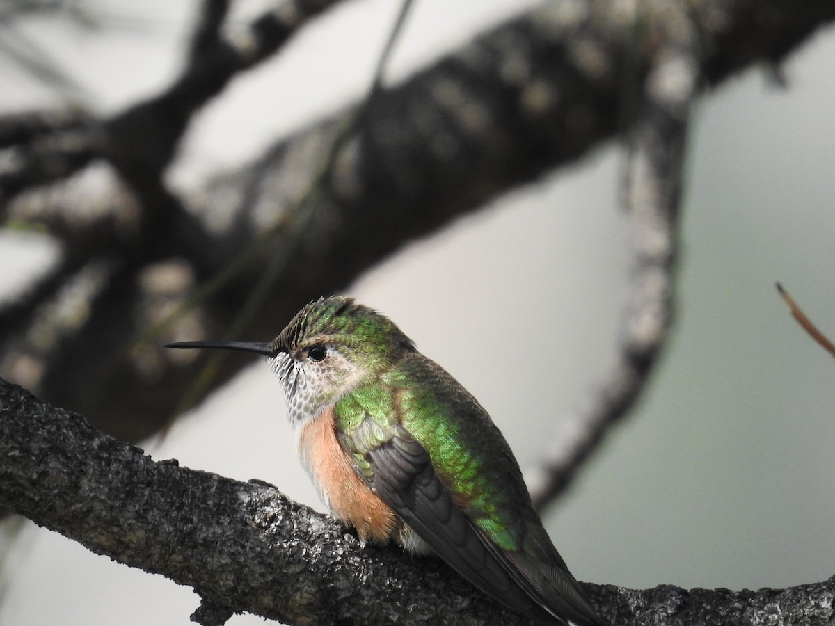 Broad-tailed Hummingbird - ML641526592