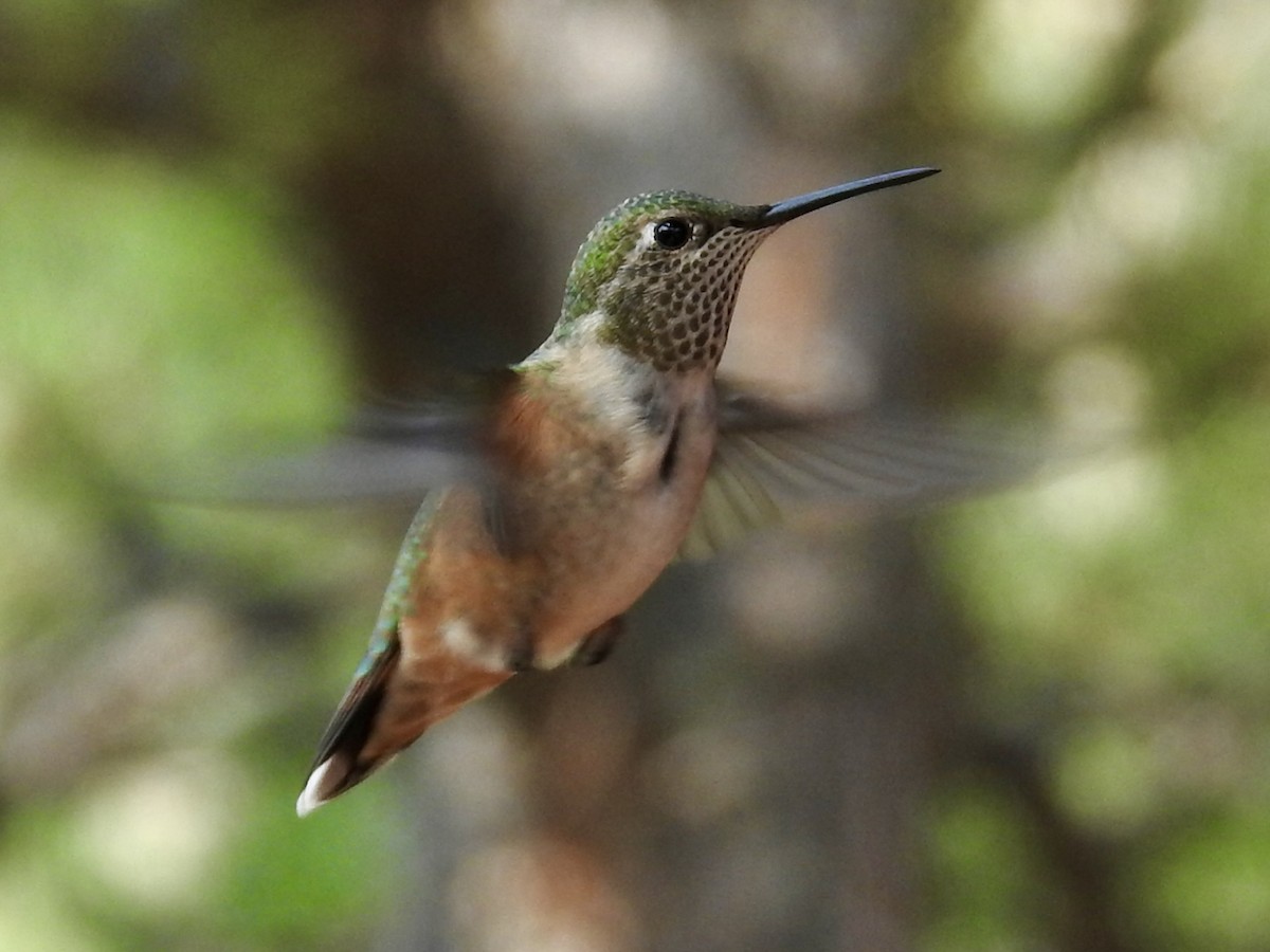 Broad-tailed Hummingbird - ML641526598