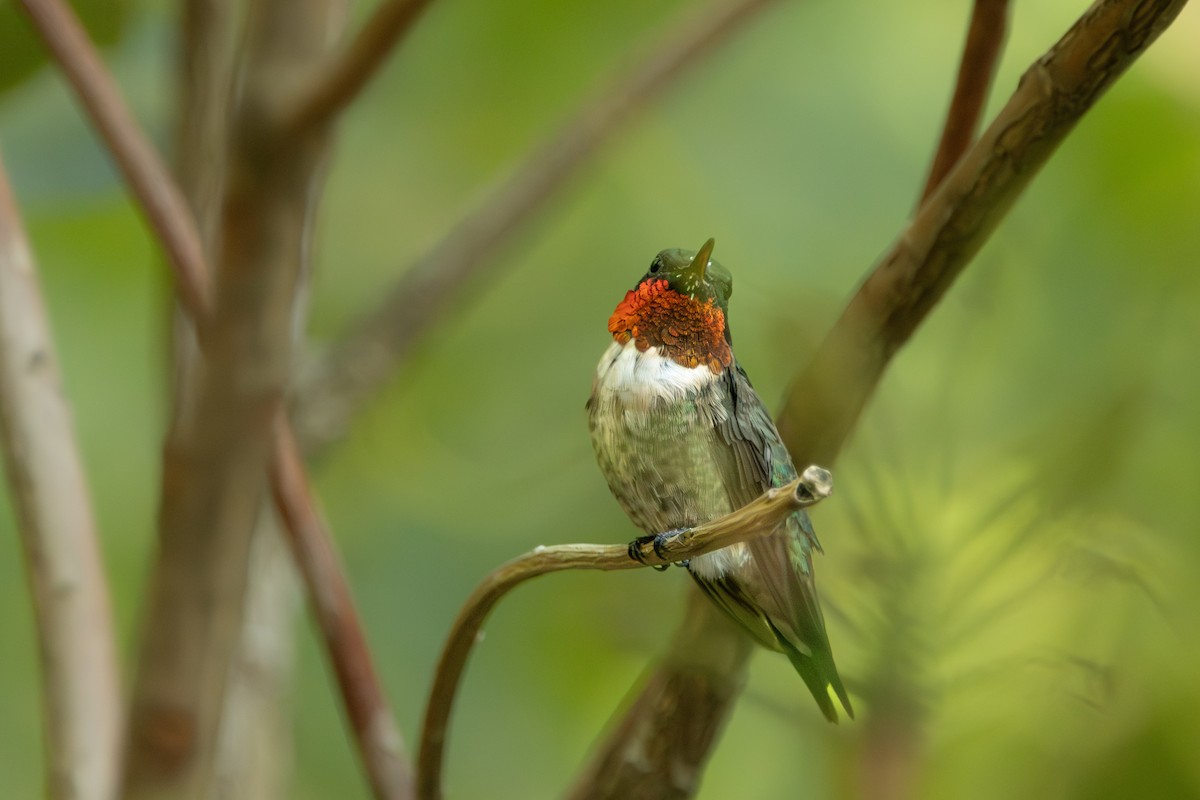 kalypta rubínohrdlá - ML641526604