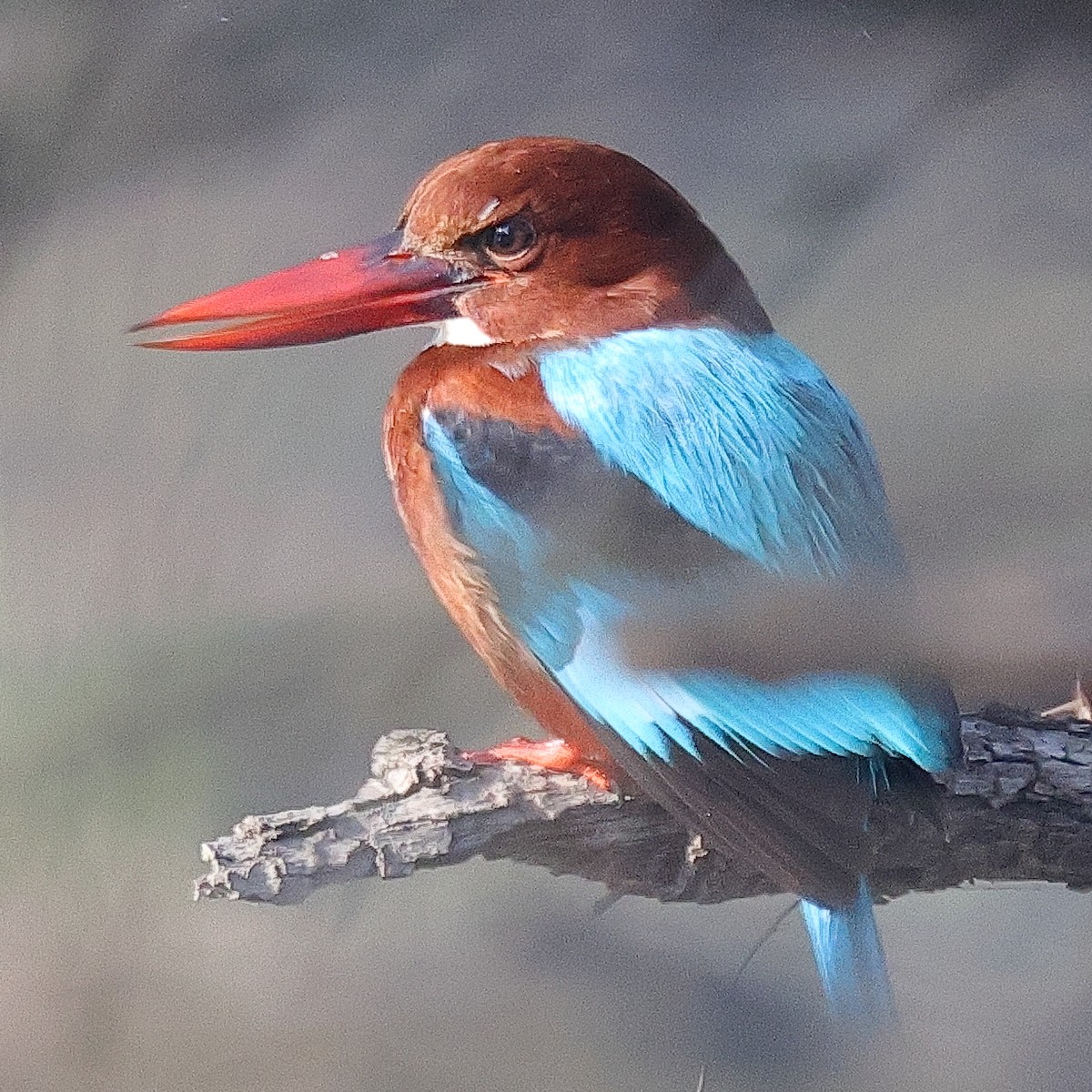 White-throated Kingfisher - ML641526609