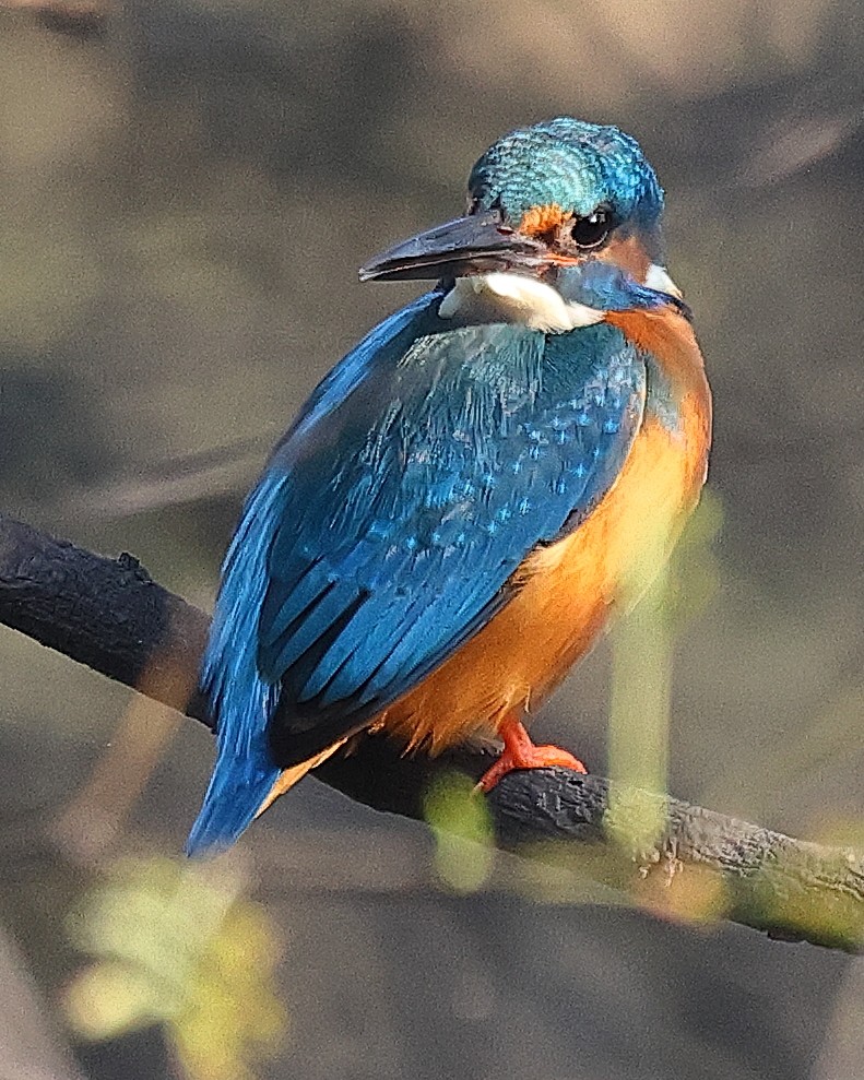 Common Kingfisher - ML641526614
