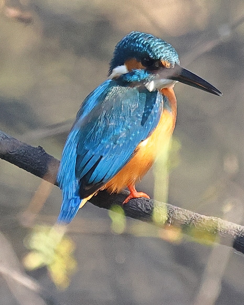 Common Kingfisher - ML641526615